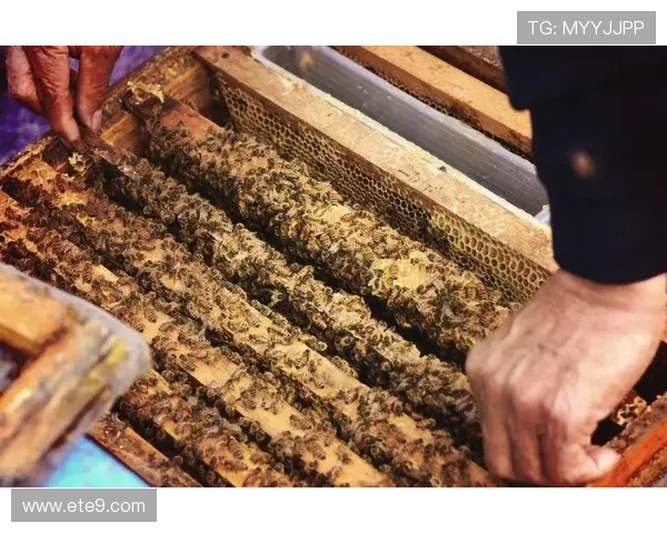 李军独家分享篮球心得与技巧助你提升球技的全面指南